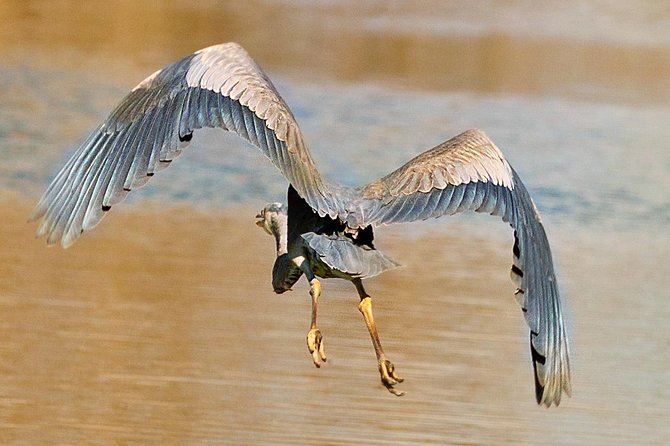 New Orleans Swamp and Bayou Alligator Tour - Price and Value: Is $35 Worth It