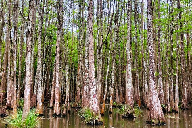 New Orleans Swamp and Bayou Boat Tour with Transportation - What You Actually Look For: Wildlife, Birds, and the Big Ones