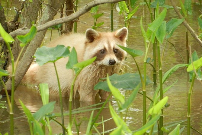 New Orleans Swamp and Bayou Boat Tour with Transportation - Cajun Country Lessons: How Guides Turn Nature Into Meaning