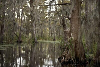 New Orleans Swamp Tour Boat Adventure - What the boat ride feels like (covered comfort, real viewing time)