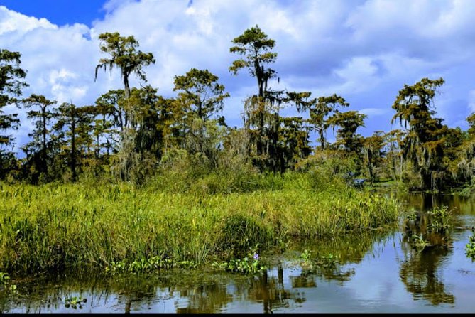 New Orleans Swamp Tour Boat Adventure with Transportation - Wildlife Odds Without the Stress: Alligators, Turtles, Snakes, and Birds