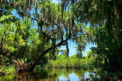 New Orleans Swamp Tour Boat Adventure with Transportation - Inside the Barataria Preserve Stop: How the Ride Plays Out