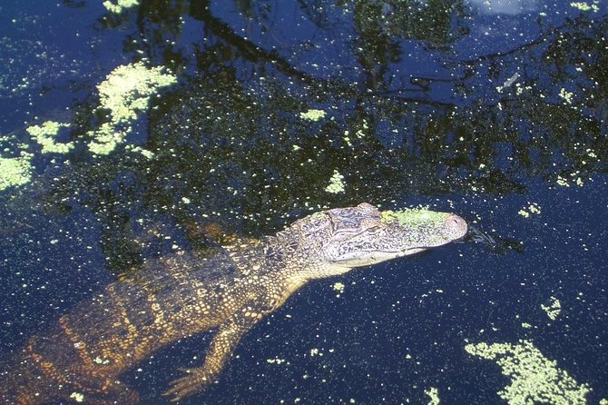 New Orleans Swamp Tour Boat Adventure with Transportation - The Guide Experience: When Stories Make the Swamp Stick