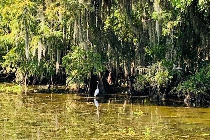 New Orleans Swamp Tour Boat Adventure with Transportation - Timing, Packing, and How to Avoid a Cold-Day Mood Spiral