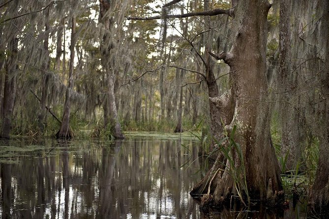New Orleans Swamp Tour Boat Adventure - What the boat ride feels like (covered comfort, real viewing time)