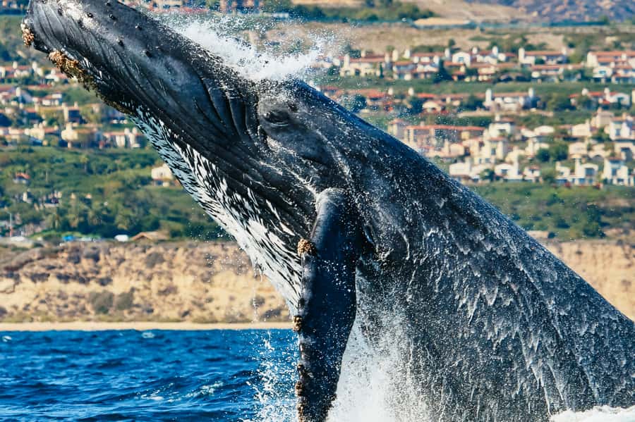 Newport Beach: 2-Hour Whale Watching Tour - Key Highlights You’ll Care About