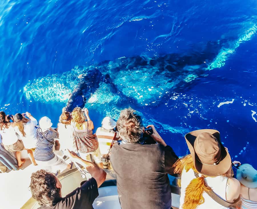 Newport Beach: 2-Hour Whale Watching Tour - Starting at Balboa Pavilion: Where You’ll Actually Find the Boat