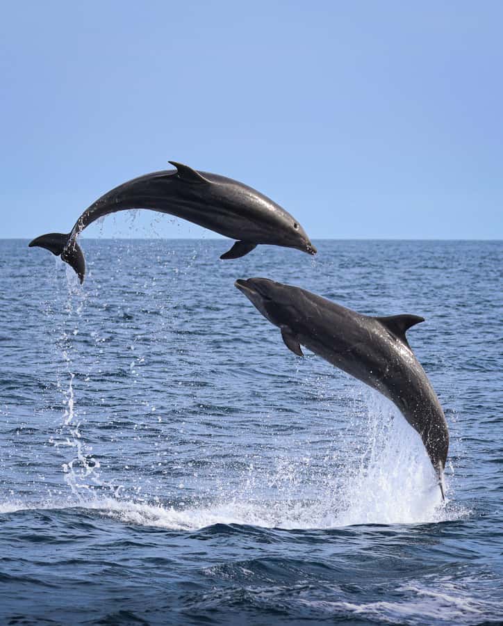 Newport Beach: 2-Hour Whale Watching Tour - What You Can Spot: Blue, Grey, Humpback, Dolphins, and Even Orcas