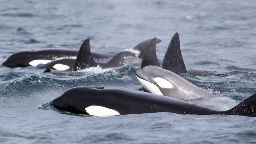 Newport Beach: 2-Hour Whale Watching Tour - Why the Crew Matters: Captains, Guides, and the Hunt