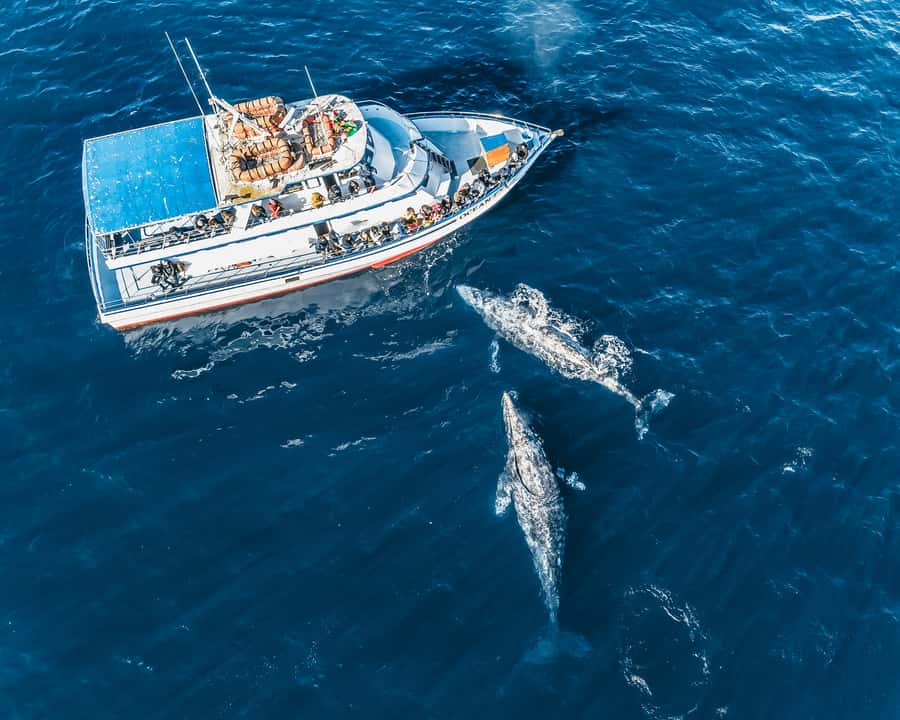 Newport Beach: 2-Hour Whale Watching Tour - Coastal Stops You Get to See From the Water