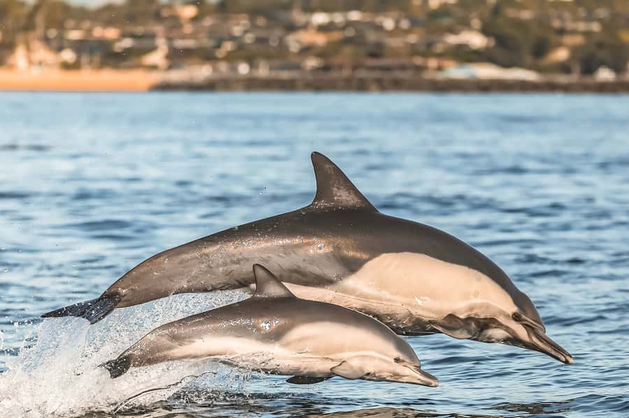 Newport Beach: 2-Hour Whale Watching Tour - Price and Value at $27: Is It Worth It?