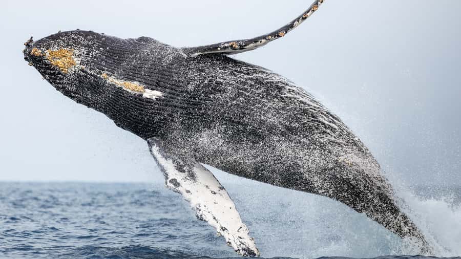 Newport Beach: 2-Hour Whale Watching Tour - FAQ