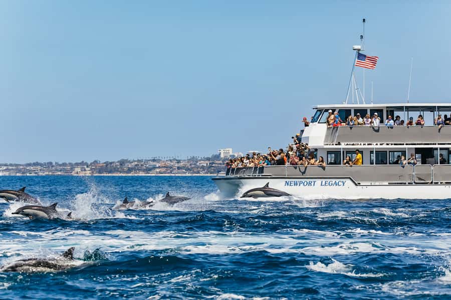 Newport Beach: 2-Hour Whale Watching Tour - Two Hours on the Water: How the Newport–Laguna Route Feels