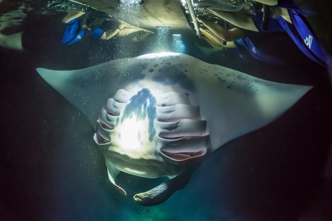 Night Manta Ray Experience - The Night Manta Ray Ballet: What You’re Actually Waiting For