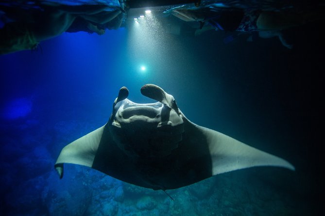 Night Manta Ray Experience - Price and Value: What $146.41 Buys You in Kona