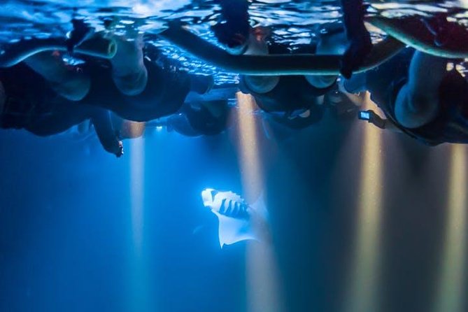 Night Manta Ray Experience - Manta Guarantee: How Sea Quest Reduces Your Risk