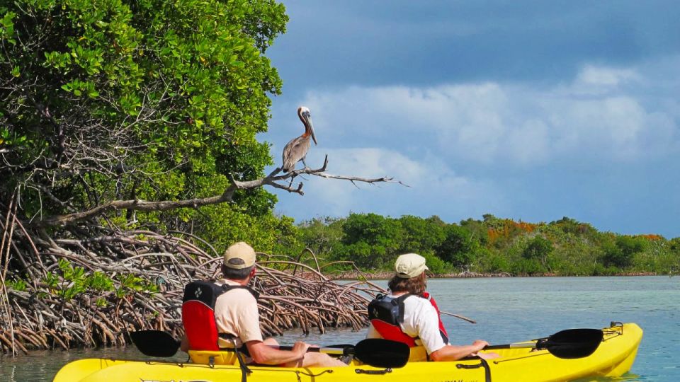 North Miami: Nature & Island Exploration on SUP/Kayak - North Miami Mangroves: Why This Paddle Trip Works So Well