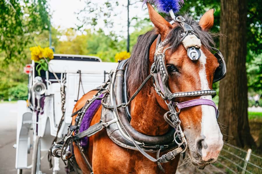 NYC: Guided Central Park Horse Carriage Ride - Key things to know before you ride