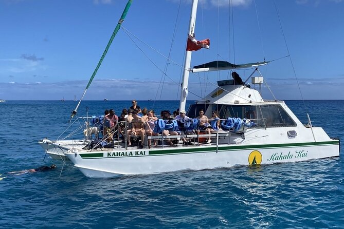 Oahu Catamaran Snorkel Tour: See Turtles 100% Guaranteed - The Wildlife Bonus: Dolphins, Whales, Fish, and More