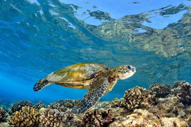 Oahu Circle Island Tour with Turtle Snorkeling— Small-Groups - Tsue Farm lunch and optional Anahulu River fun