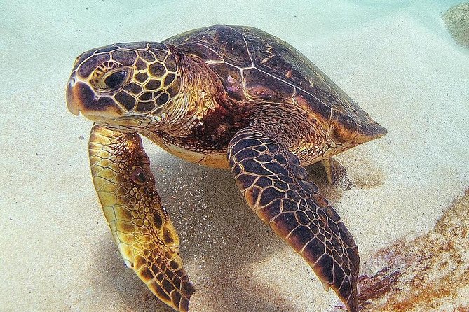 Oahu Circle Island Tour with Turtle Snorkeling— Small-Groups - Turtle Town snorkeling: what you’re really signing up for