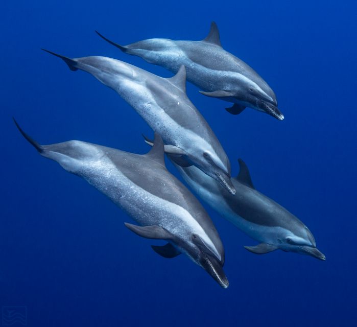 Oahu: Dolphin Swim and Turtle Snorkel Excursion in Waianae - Key things I’d circle before you book