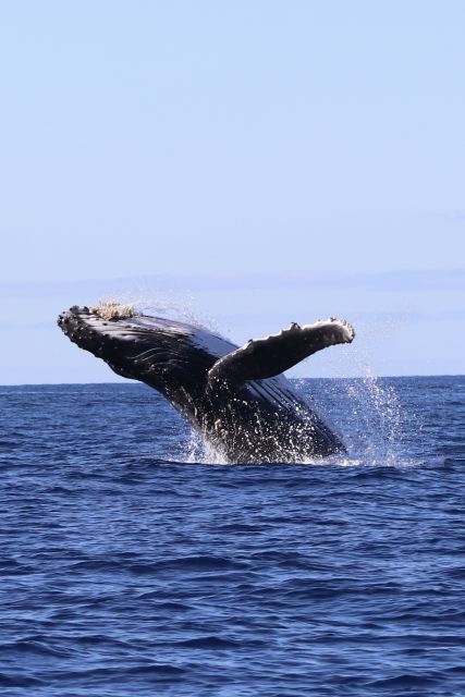 Oahu: Dolphin Swim and Turtle Snorkel Excursion in Waianae - Waianae’s Dolphin-First Waters: why this cruise is built for real wildlife time