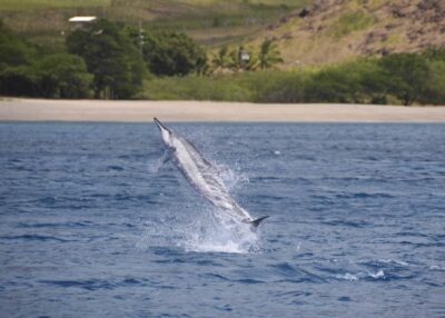 Oahu: Dolphin Swim and Turtle Snorkel Excursion in Waianae - Pickup From Waikiki or Ko Olina: how the long van ride shapes your day