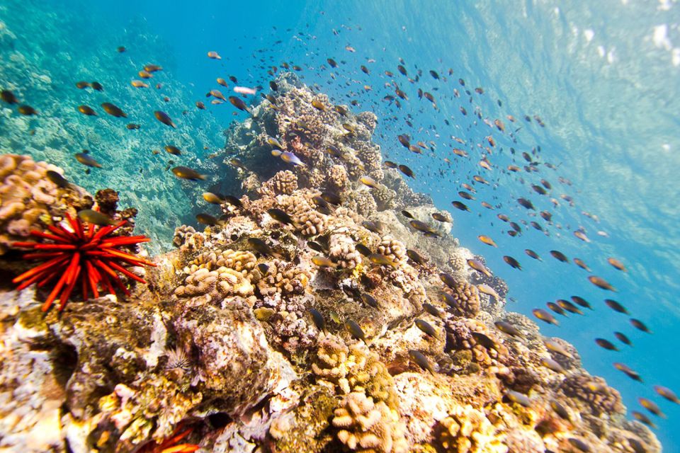 Oahu: Dolphin Swim and Turtle Snorkel Excursion in Waianae - Dolphin and whale watching in Waianae: what you might see (and what to expect in winter)