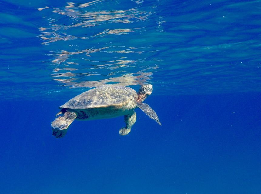 Oahu: Dolphin Swim and Turtle Snorkel Excursion in Waianae - Snorkeling in clear, protected bays: sea turtles and reef fish time