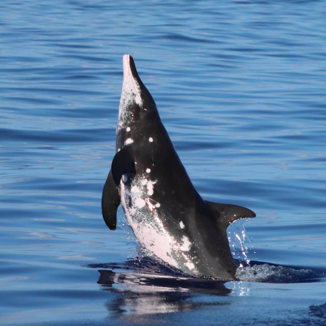 Oahu: Dolphin Swim and Turtle Snorkel Excursion in Waianae - Dolphin swimming rules: what’s guaranteed versus what depends on the day