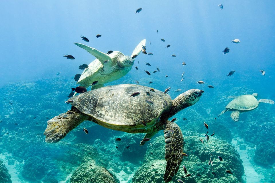 Oahu: Dolphin Swim and Turtle Snorkel Excursion in Waianae - What’s included in the $193: value that’s more than just the animals
