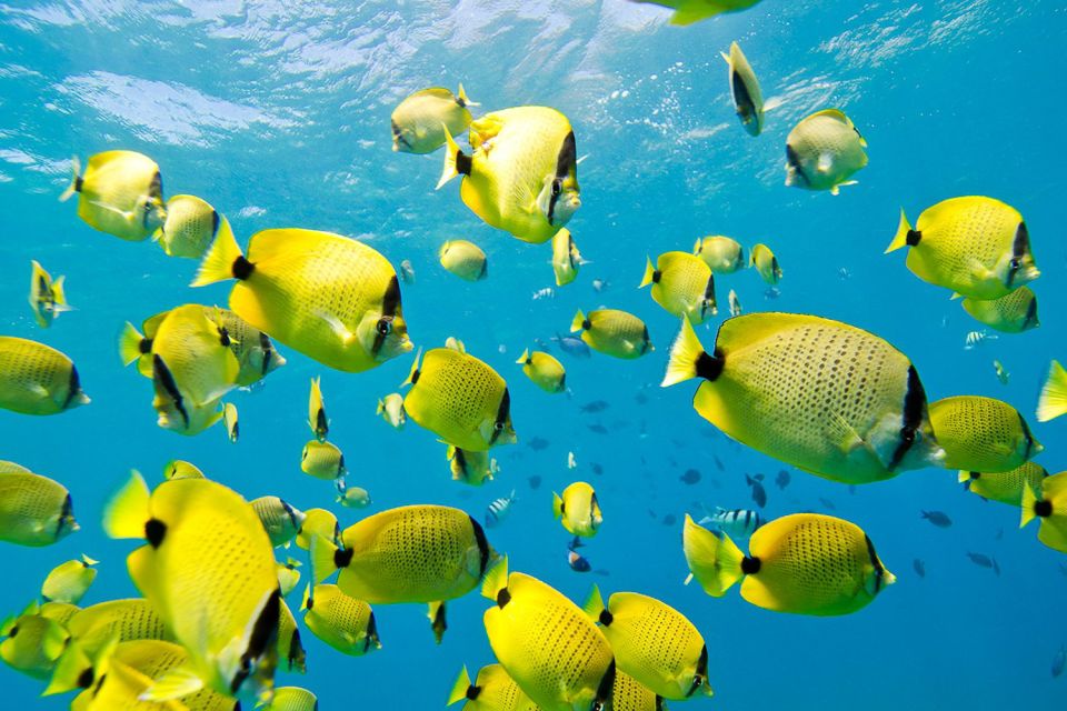 Oahu: Dolphin Swim and Turtle Snorkel Excursion in Waianae - Price and logistics: the hidden costs this tour saves you
