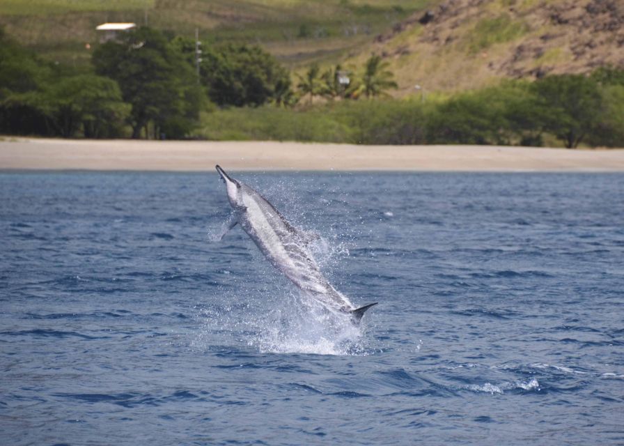 Oahu: Dolphin Swim and Turtle Snorkel Excursion in Waianae - Pickup From Waikiki or Ko Olina: how the long van ride shapes your day