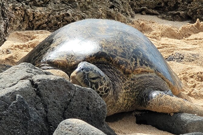 Oahu Fun Circle Island Tour With Pickup - Pickup, timing, and what your morning should look like