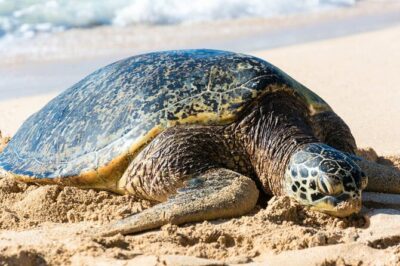 Oahu: Grand Tour Around Island 16 Locations plus Snorkeling - Hotel Pickup, Bus Size, and the Seating Reality