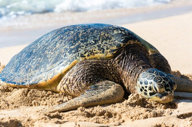 Oahu: Grand Tour Around Island 16 Locations plus Snorkeling - Hotel Pickup, Bus Size, and the Seating Reality