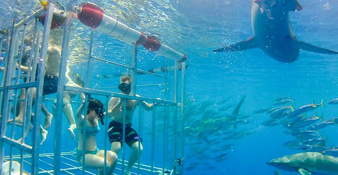 Oahu: Shark Cage Dive on the North Shore - Key things to know before you book