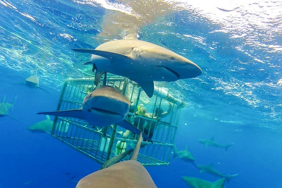 Oahu: Shark Cage Dive on the North Shore - FAQ