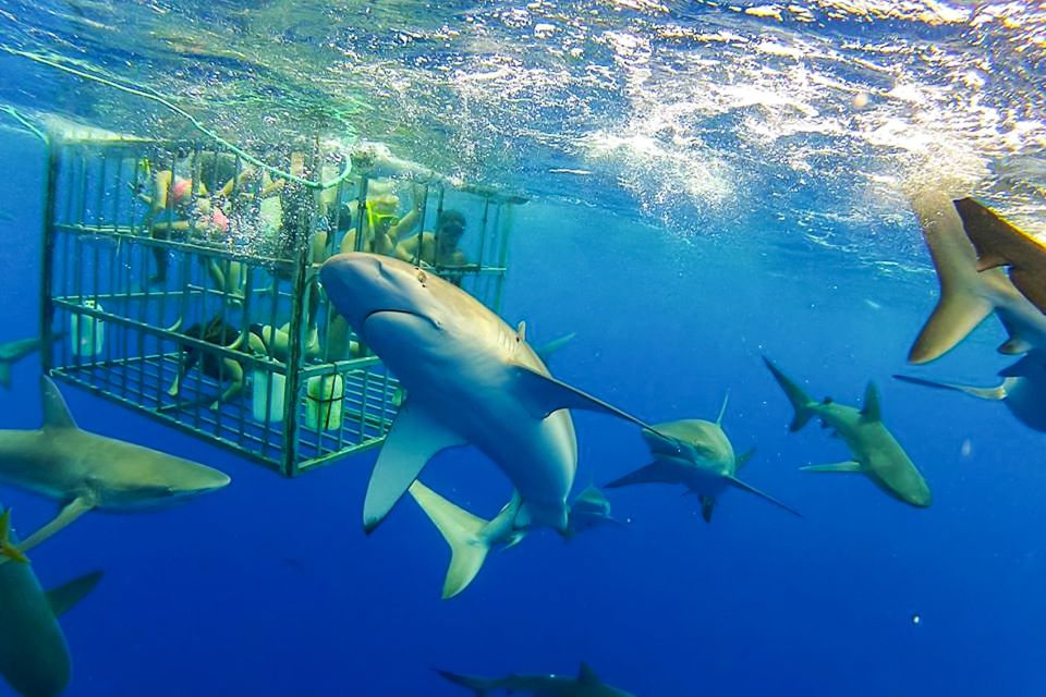 Oahu: Shark Cage Dive on the North Shore - From Haleiwa Small Boat Harbor to the deep-blue shark zone