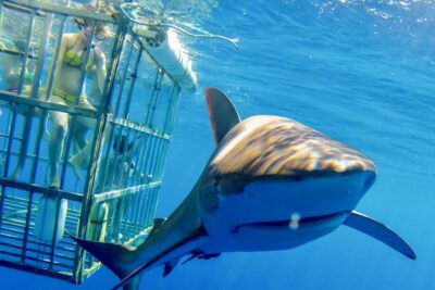 Oahu: Shark Cage Dive on the North Shore - Safety in the shark cage: simple, clear, and not scary