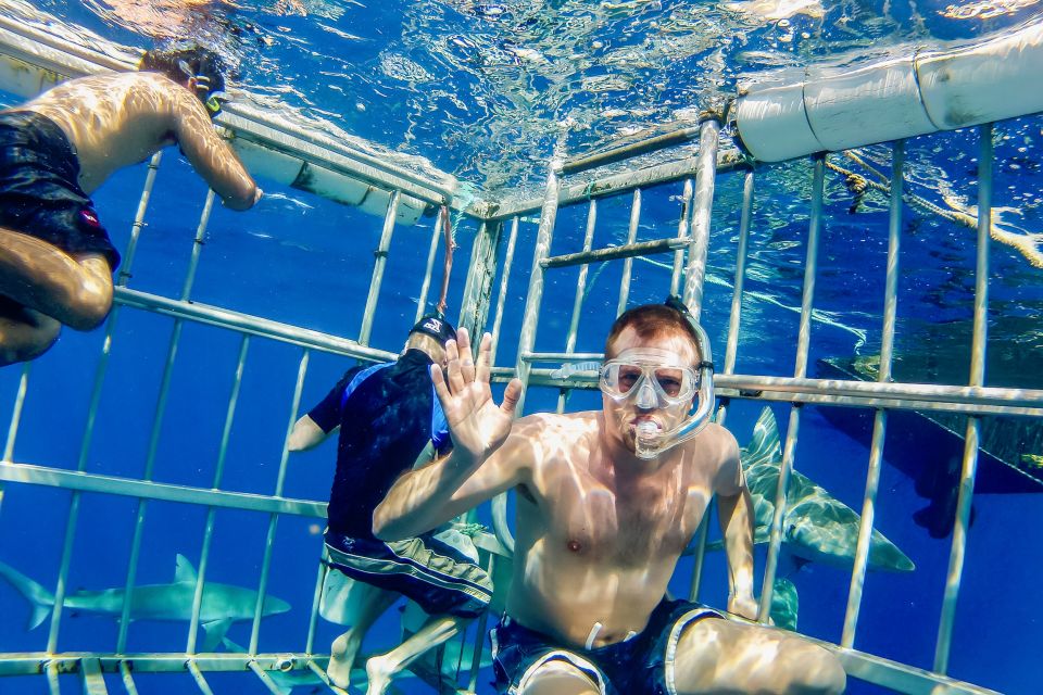 Oahu: Shark Cage Dive on the North Shore - Beyond sharks: the North Shore wildlife add-ons