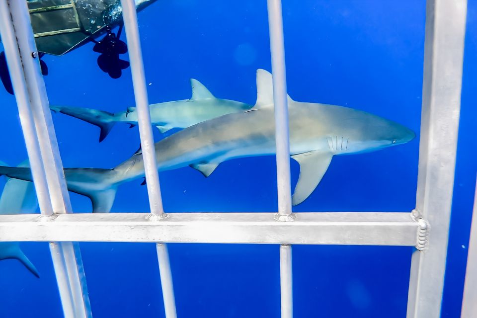 Oahu: Shark Cage Dive on the North Shore - Gear and comfort: what to pack for a painless swim