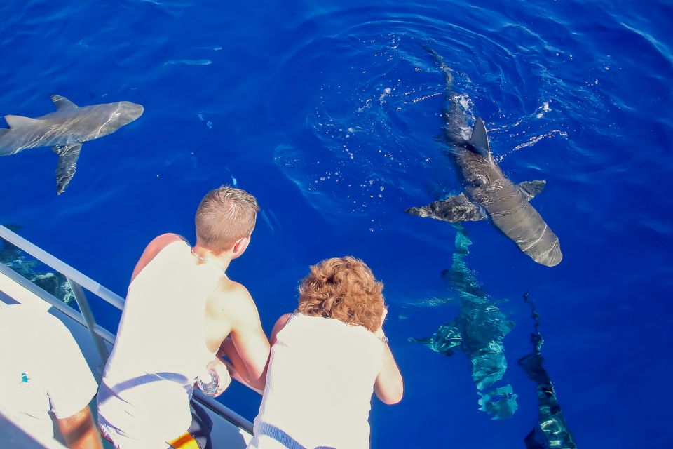 Oahu: Shark Cage Dive on the North Shore - Price check: does $99 feel fair for what you get?