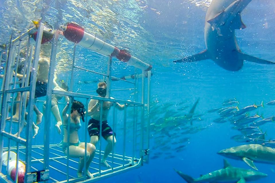 Oahu: Shark Cage Dive on the North Shore - Who this tour fits (and who should think twice)