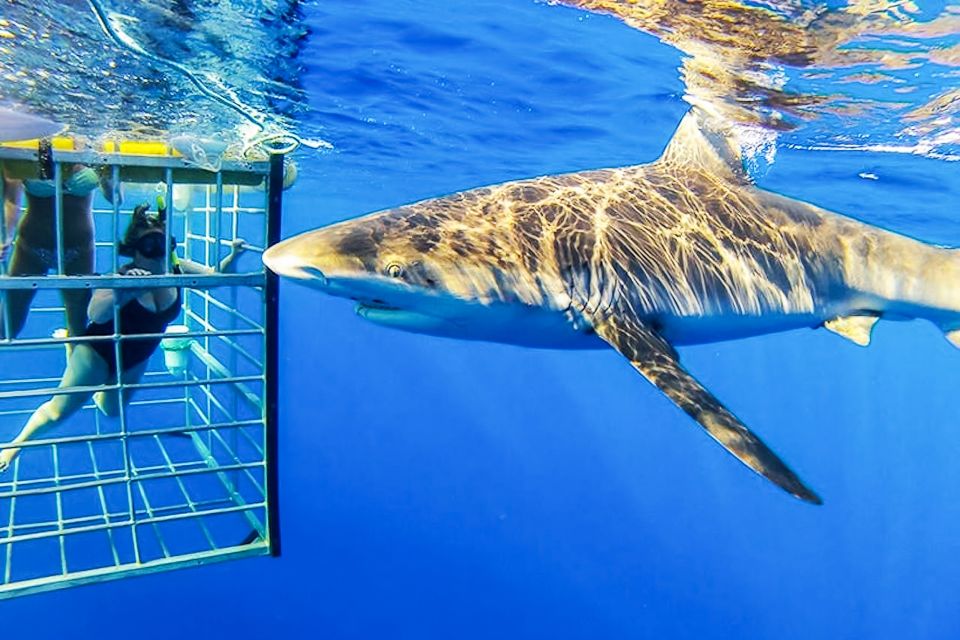 Oahu: Shark Cage Dive on the North Shore - Should you book the shark cage encounter on Oahu’s North Shore?