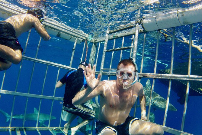 Oahu Shark Dive - Haleiwa Harbor to Open Water: the North Shore lead-in