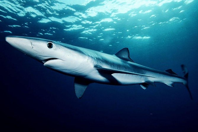 Oahu Shark Dive - On the boat or in the cage: choose your comfort level
