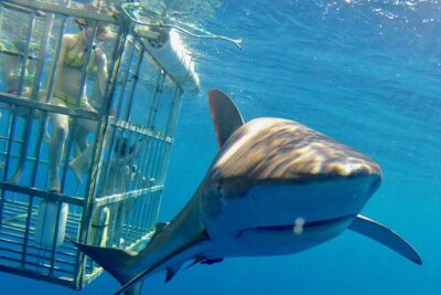 Oahu Shark Dive - What you might see: Galapagos, hammerhead, sandbar, plus whale season luck