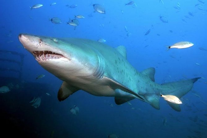 Oahu Shark Dive - Timing, snorkeling gear, and what “1 hour 30 minutes” really means